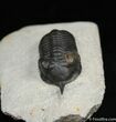 Weird Morocconites Malladoides Trilobite #1913-4